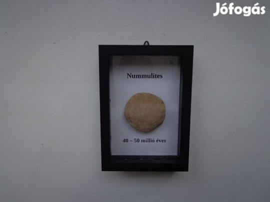 Nummulites (Szent László pénze)