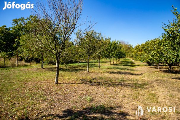 Nyaraló telkek Mohács-Szőlőhegyen