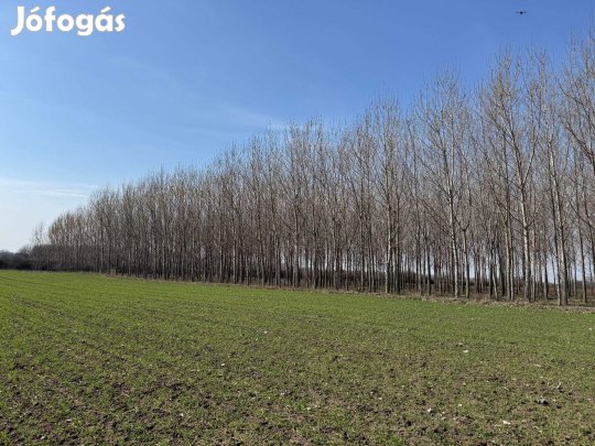 Nyárfa erdő eladó