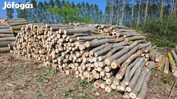 Nyárfa tűzifa eladó