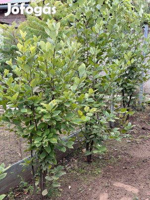 Nyári Orgona eladó Nyíregyházán