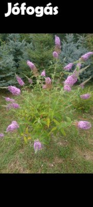 Nyári orgona földlabdásan tavalyi növények