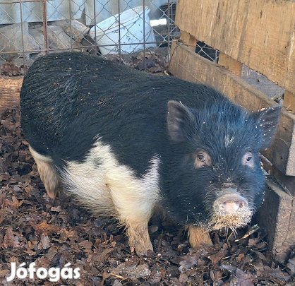 Nyári születésű mineszotai törpe malac Nőstény