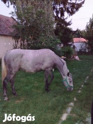 Nyereghelyen sütött lipicai csikó