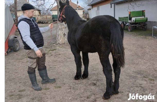 Nyeregtájon sütött 8 hónapos csikó eladó