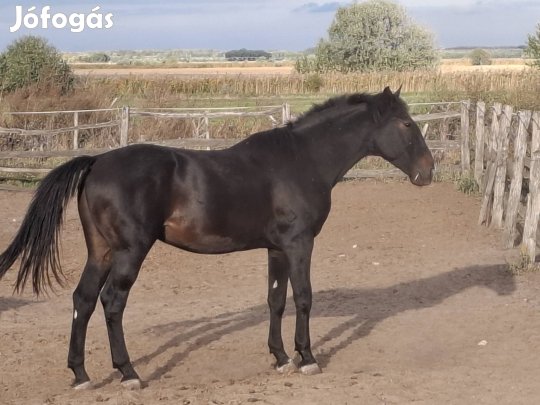 Nyeregtályon sütött nóniuszok.