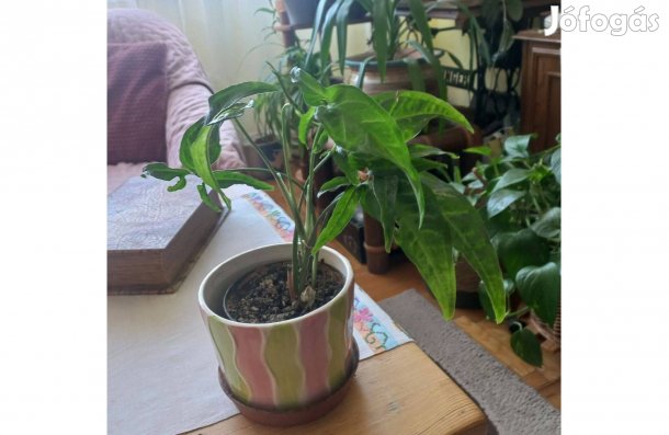 Nyíllevél I. 12 cm-es cserépben