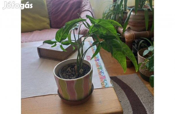 Nyíllevél I. 12 cm-es cserépben