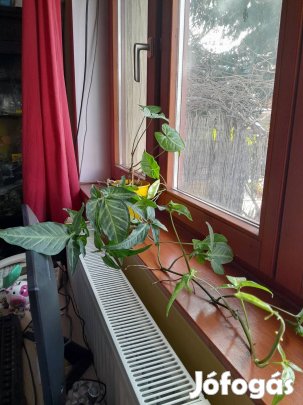 Nyíllevél sárga kaspóval