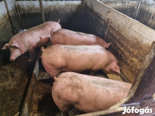 Nyíregyházán eladó hízó 