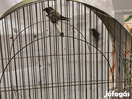 Nyíregyházán japáni sirályka eladó