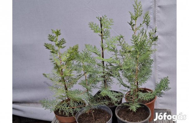 Nyugati tuja, Thuja occidentalis