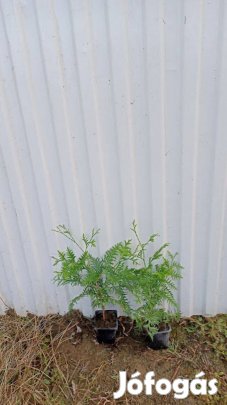 Nyugati tuja csemete kont.eladó