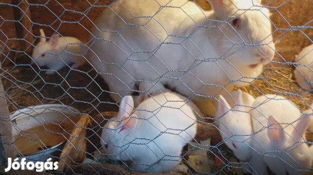 Nyúl Pannon fehér házinyúl