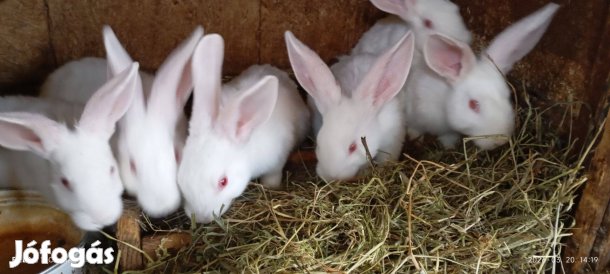 Nyúl Pannon fehér házinyúl
