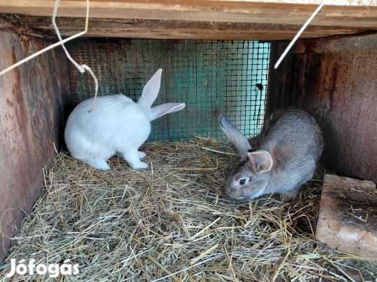 Nyúl , nyulak eladóak 