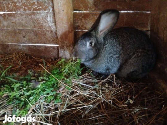 Nyúl, baknyúl eladó