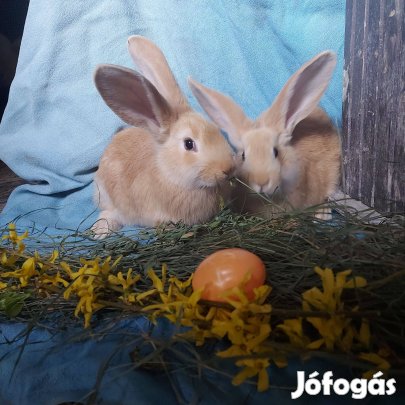 Nyúl, húsvéti nyúl