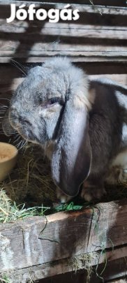 Nyúl, kosorrú, lógófülű óriásnyúl