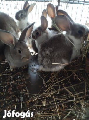 Nyúl, nyulak, kis nyuszi