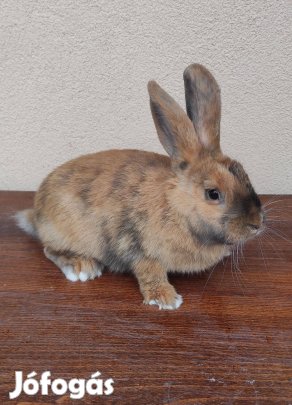 Nyúl, nyulak, nyuszik vegyes színben és ivarban