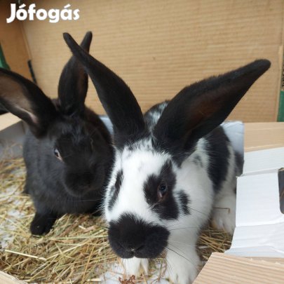 Nyúl, nyulak eladók