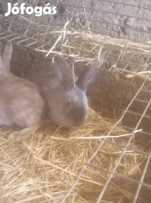 Nyúl, nyulak eladók! 