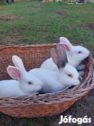 Nyúl, nyuszi, Pannon fehér