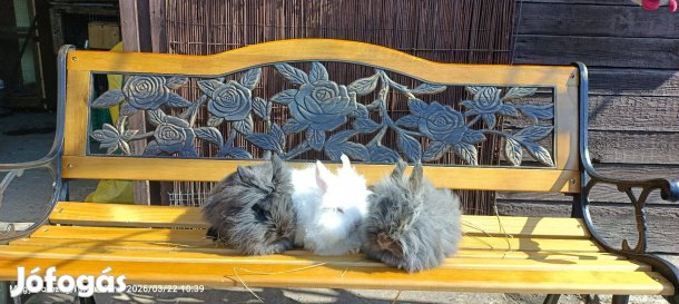 Nyúl, nyuszi, törpenyúl Törökbálinton