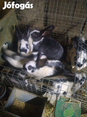 Nyul, nyuszi eladó Mórahalmon