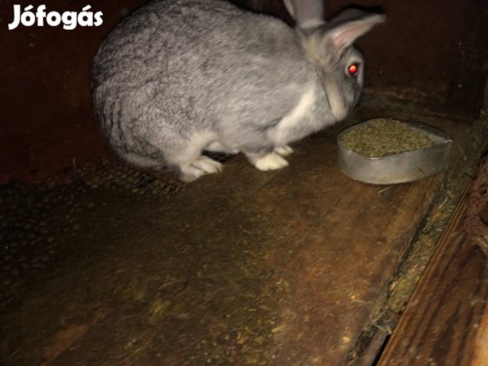 Nyúl anyának való