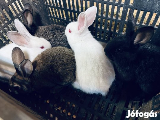Nyúl eladó Debrecenben
