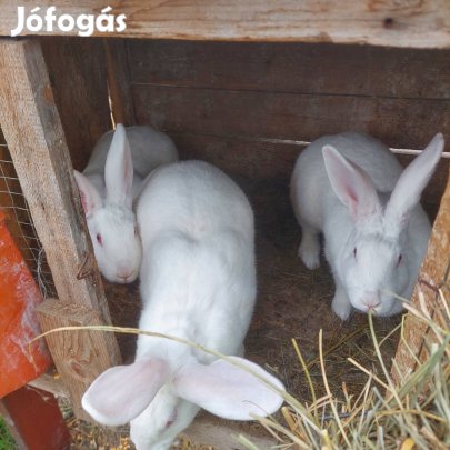 Nyúl eladó Kemecsén. 