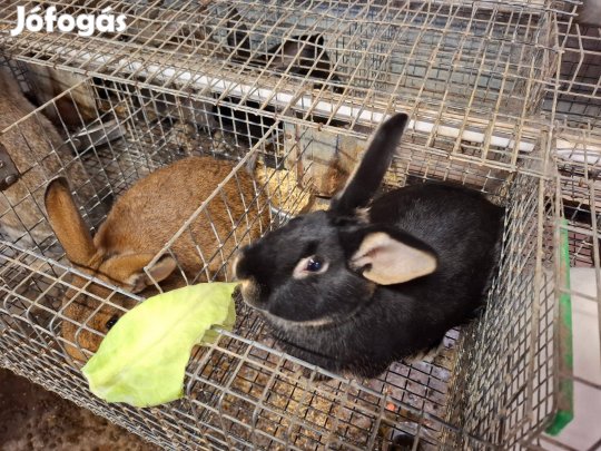 Nyúl eladó Maglódon