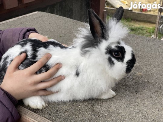 Nyúl eladó Nyalka
