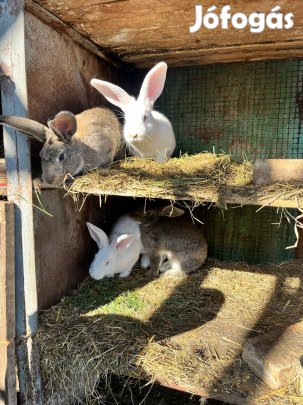 Nyúl eladó Nyíregyházán 