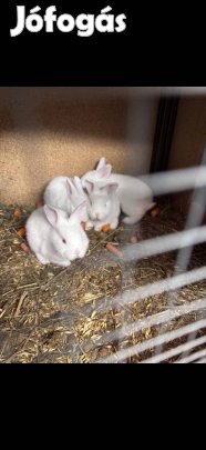Nyúl eladó Rábatamásiban