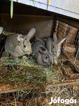 Nyúl eladó Siklóson 