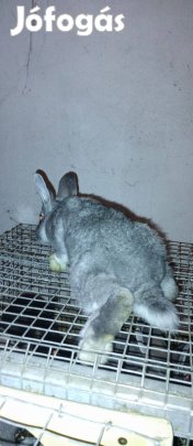 Nyúl eladó Sülysápon