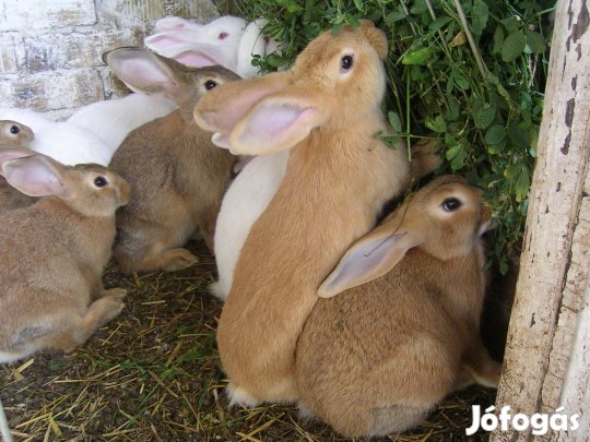 Nyúl eladó !