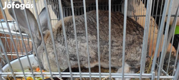 Nyúl eladó szaporításra