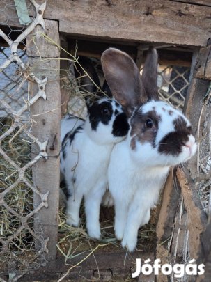 Nyúl eladó vagy bérelhető