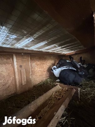 Nyúl és nyúlketrecek