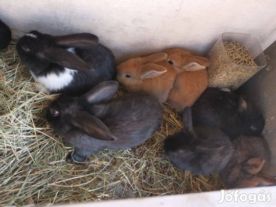 Nyúl hazinyul nyuszi