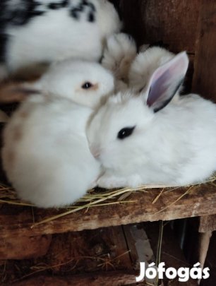 Nyúl húsvéti nyuszik