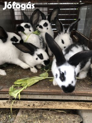 Nyúl kisnyuszi nyuszi