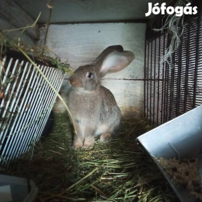 Nyúl németóriás mix eladó 