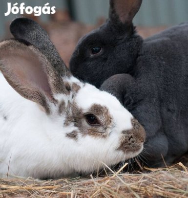 Nyúl nyulak eladó Orosháza