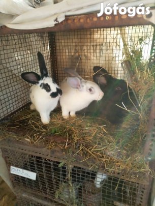 Nyúl nyuszi kicsi nagy eladó .