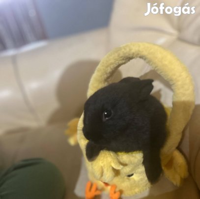 Nyúl,nyuszik